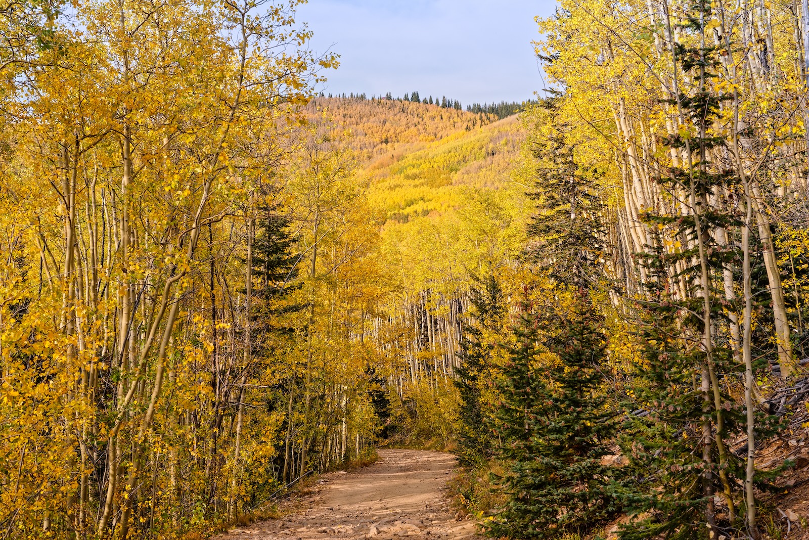 Santa Fe Hiking Trails: The Complete Guide to Local Favorites 2 One of the Santa Fe hiking trails surrounded by a golden forest of aspens.