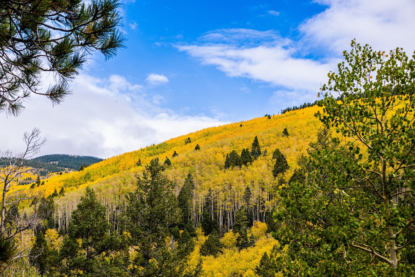 Santa Fe Hiking Trails: The Complete Guide to Local Favorites 4 A hill of aspen trees in the fall on one of the Santa Fe hiking trails.