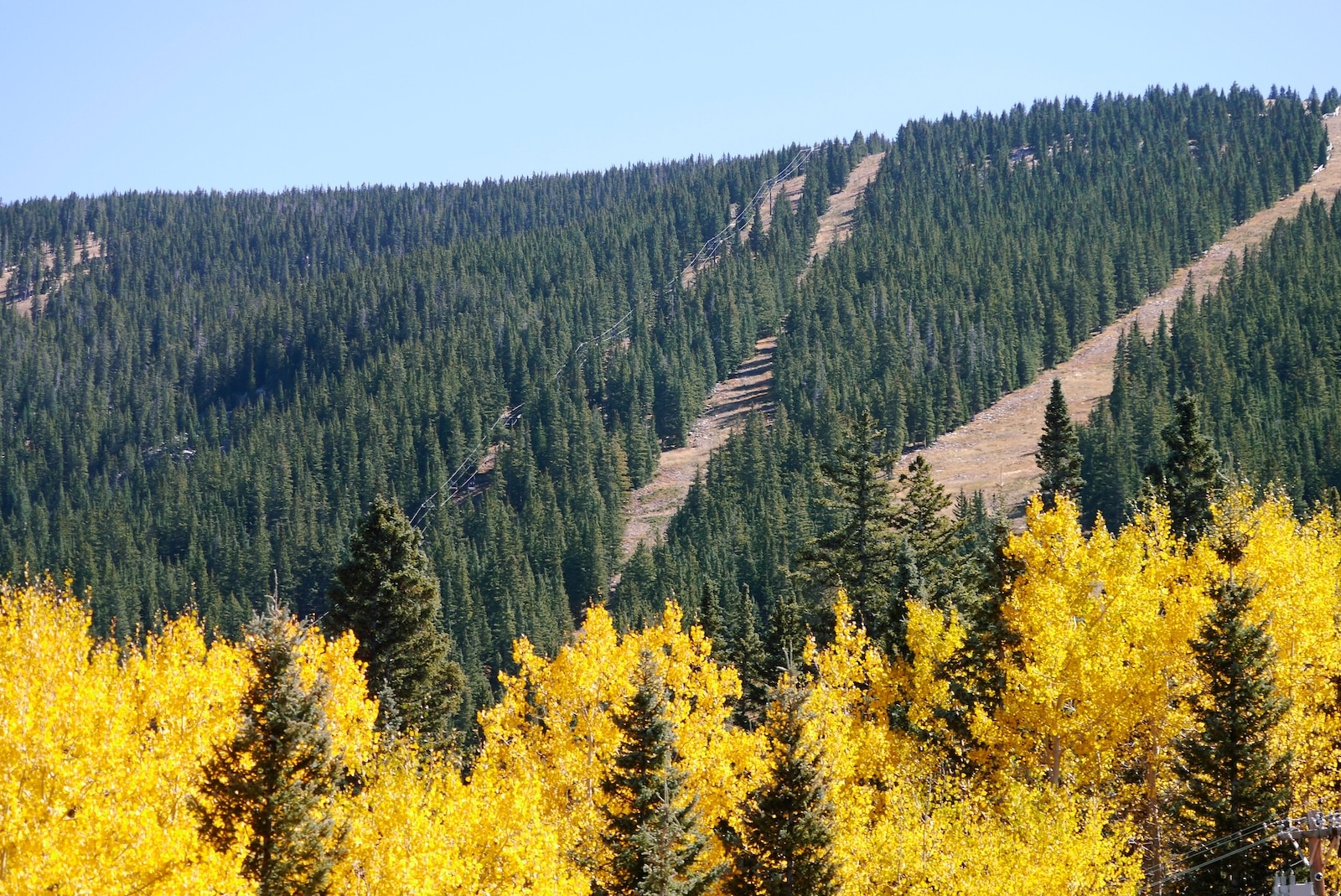 Santa Fe Hiking Trails: The Complete Guide to Local Favorites 3 Aspen trees turning yellow against a contrast of conifers on one of the Santa Fe hiking trails.
