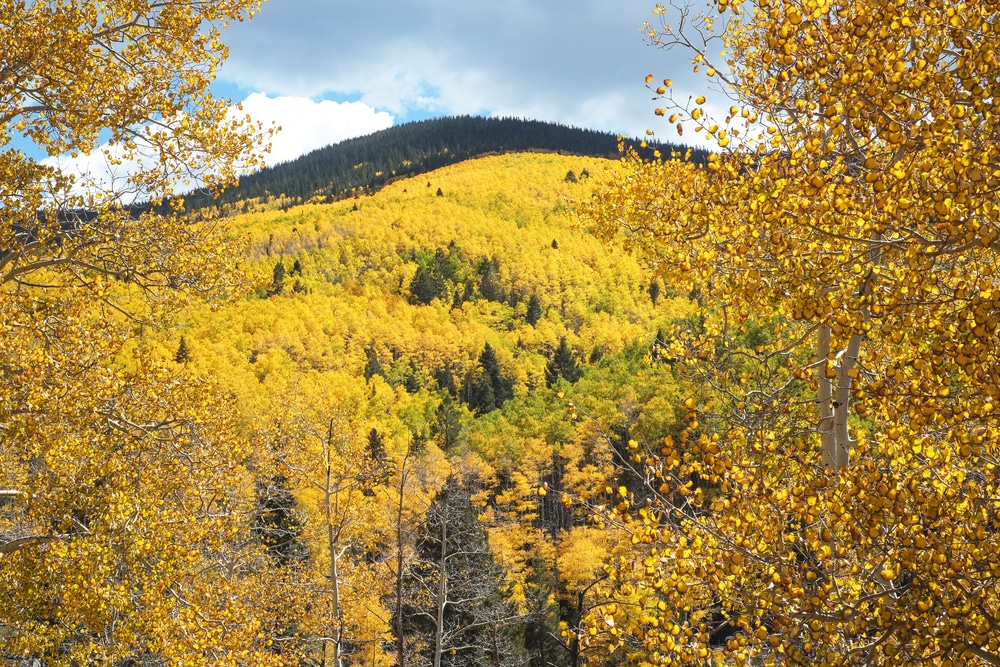 Aspens in the Carson National Forest in New Mexico - beautiful views on Santa Fe Scenic Drives