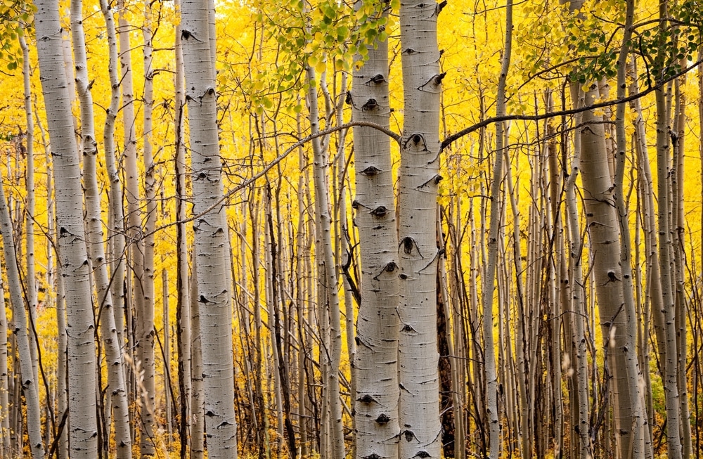 Hiking through stands of aspens is one of the best things to do in Santa Fe in the fall