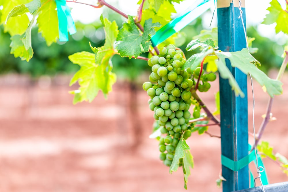 Grapes and vineyard at one of the wineries in Santa Fe