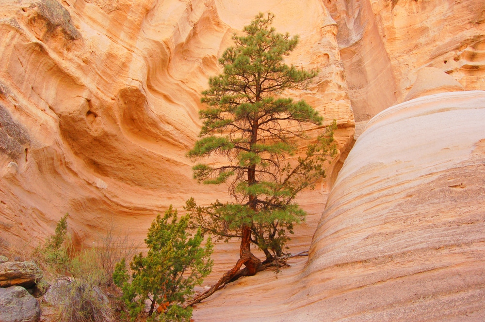 Why You Should Visit Tent Rocks National Monument 4 A tree growing in the rocks at Kasha Katuwe Tent Rocks National Monument